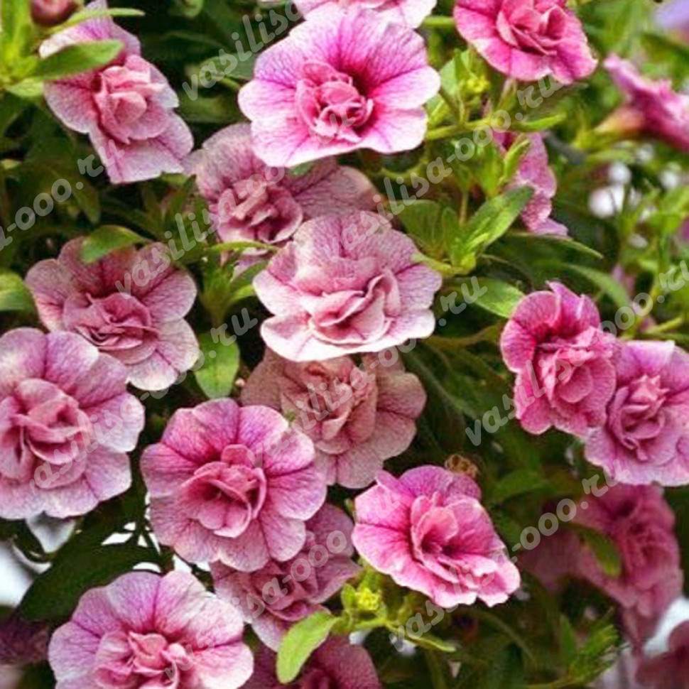 Калибрахоа MiniFamous Uno Double Pink Vein (Vs)