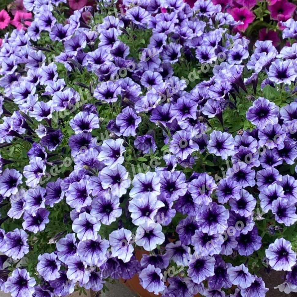 Петуния Vivini Violet Vein (Fv)