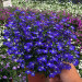 Лобелия Curaсao Compact Dark Blue (Fv)