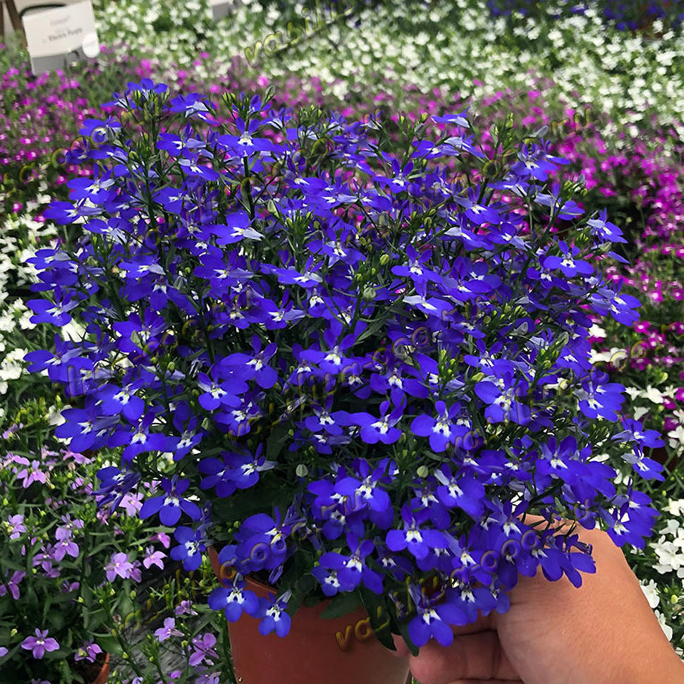 Лобелия Curaсao Compact Dark Blue (Fv)