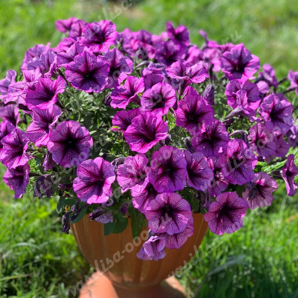 Петуния Cascadias Purple Ice (Os)