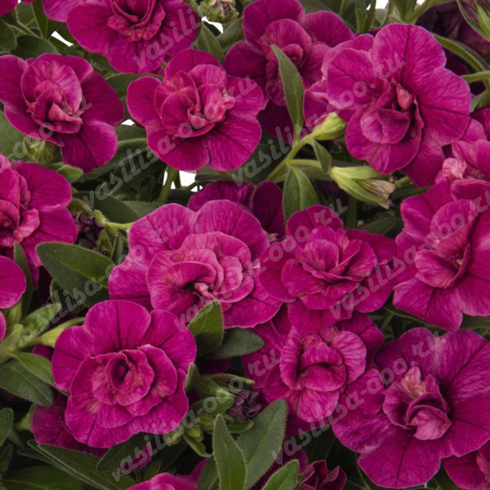 Калибрахоа MiniFamous Oro Double Magenta (Os)