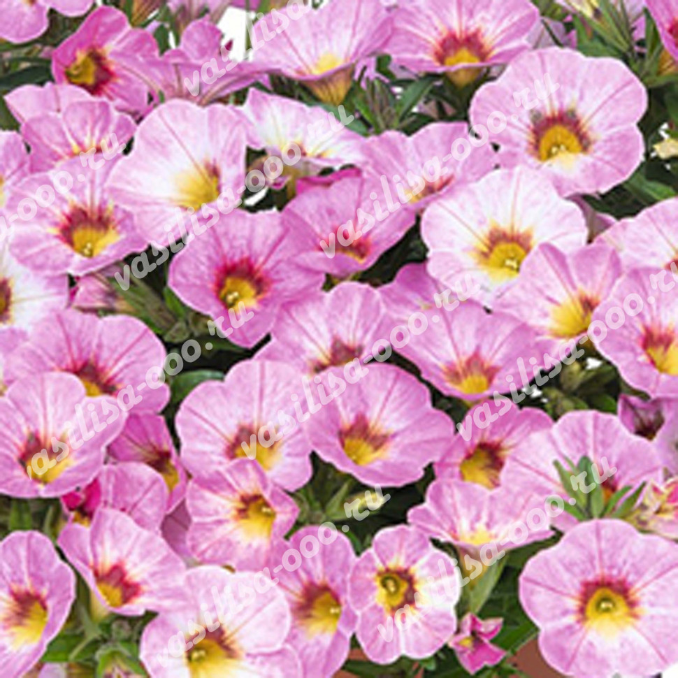 Калибрахоа Aloha Kona Pink Blush (Os)