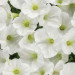 Петуния Mini Vista White (Os)