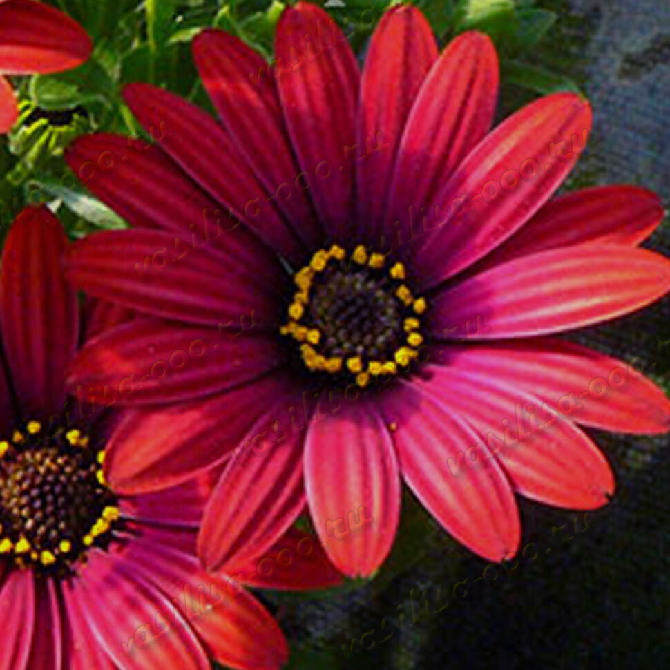Остеоспермум FlowerPower Red (Vs)