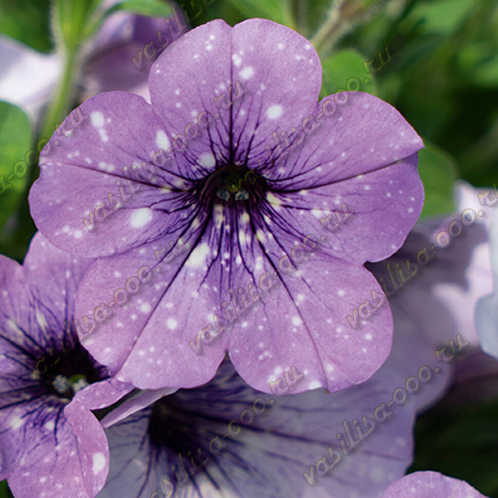 Петуния SKYfamily LavenderSky