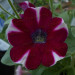Петуния Cascadias Bicolor Cabernet (Os)