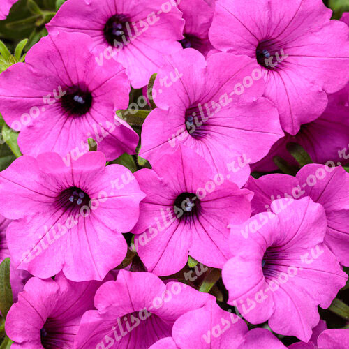 Петуния Supertunia Vista Jazzberry (Os)