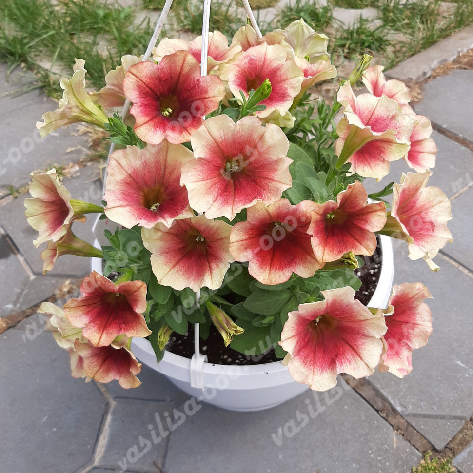 Петуния Prettytoonia Cappuccino (Fv)