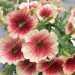 Петуния Prettytoonia Cappuccino (Fv)