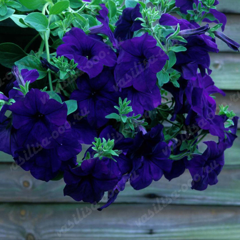 Петуния Fanfare Blue (Os)
