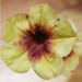 Петуния Crazytunia Bananarama (Os)