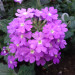 Вербена Tapien Blue Violet (Fv)