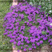 Вербена Tapien Blue Violet (Fv)