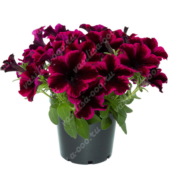 Петуния GO!Tunia Cosmic Purple (Os)
