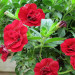 Калибрахоа Calita Double Cherry (Fv)