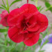Калибрахоа Calita Double Cherry (Fv)