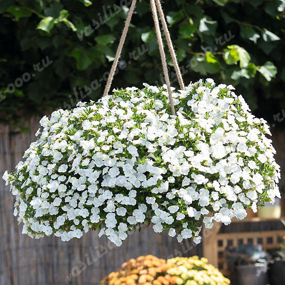 Калибрахоа Aloha Double White (Os)