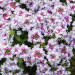 Вербена Vanessa Bicolor Purple (Fv)