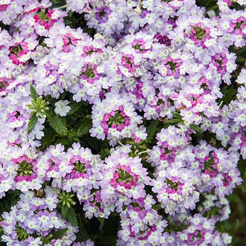 Вербена Vanessa Bicolor Purple (Fv)
