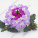 Вербена Vanessa Bicolor Purple (Fv)