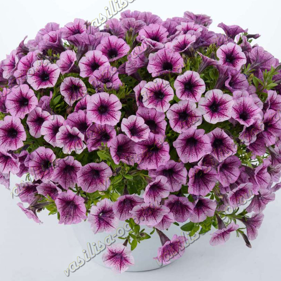 Петуния Littletunia® Pink Splash (Vs)
