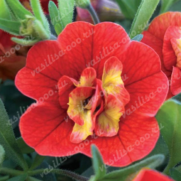 Калибрахоа MiniFamous Uno Double Orange Flame (Fv)