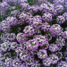Алиссум Lavender Stream (Fv)