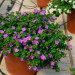 Бакопа Gulliver Compact Purple (Os)