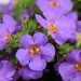 Бакопа Gulliver Compact Purple (Os)