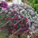 Алиссум Lucia Purple (Fv)
