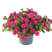 Калибрахоа Can-Can Rosies Rose (Vs)