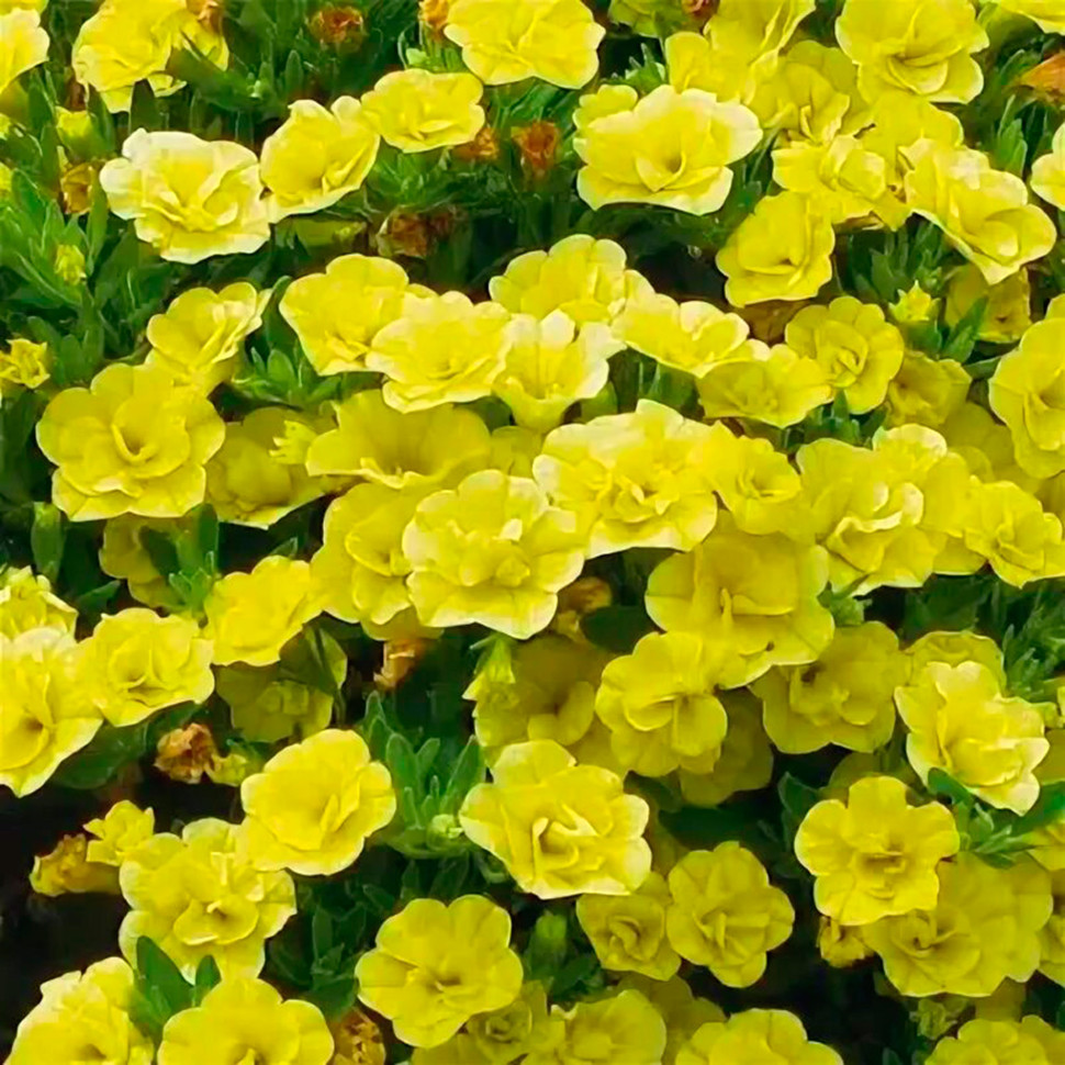 Калибрахоа Unigue Double Yellow (Os)