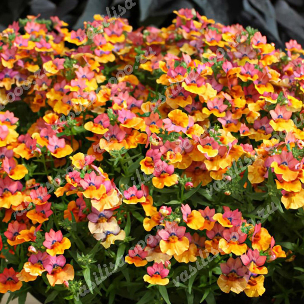 Немезия Luric Orange (Fv)