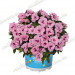 Калибрахоа Aloha Double Soft Pink Ey (Os)