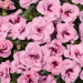 Калибрахоа Aloha Double Soft Pink Ey (Os)