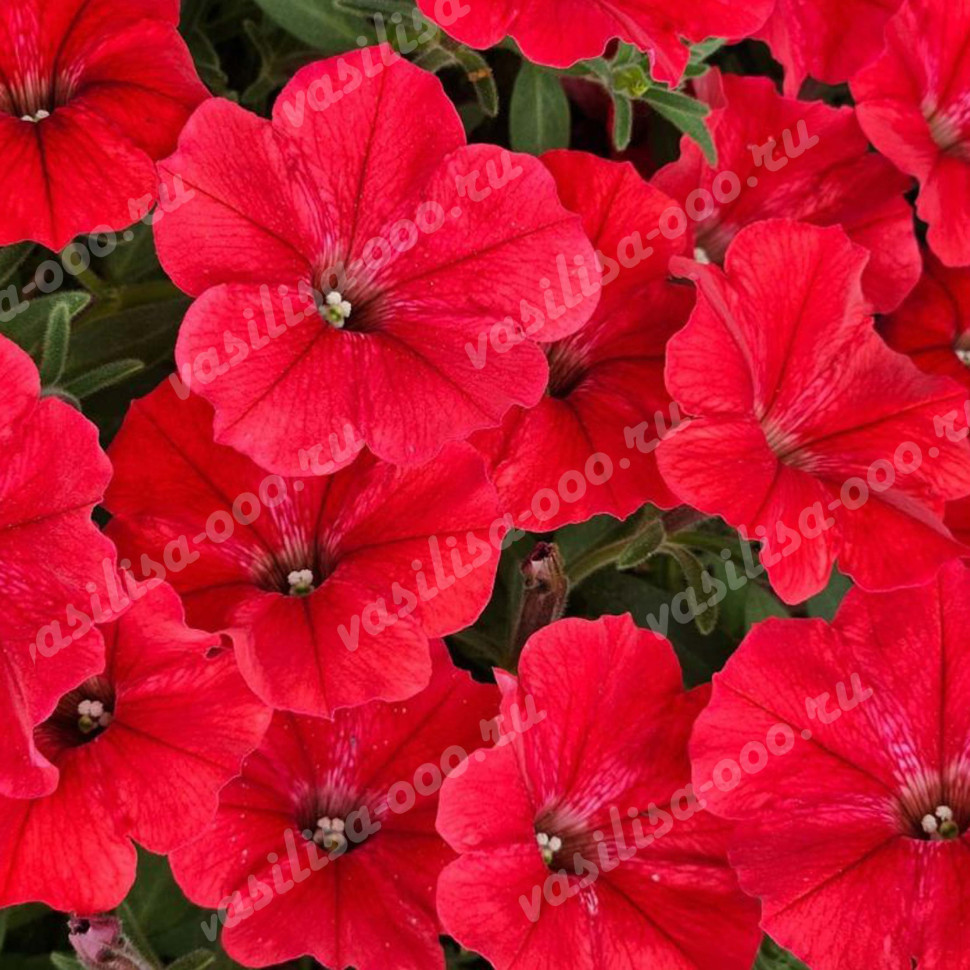 Петуния Supertunia Vista Strawberry (Vs)