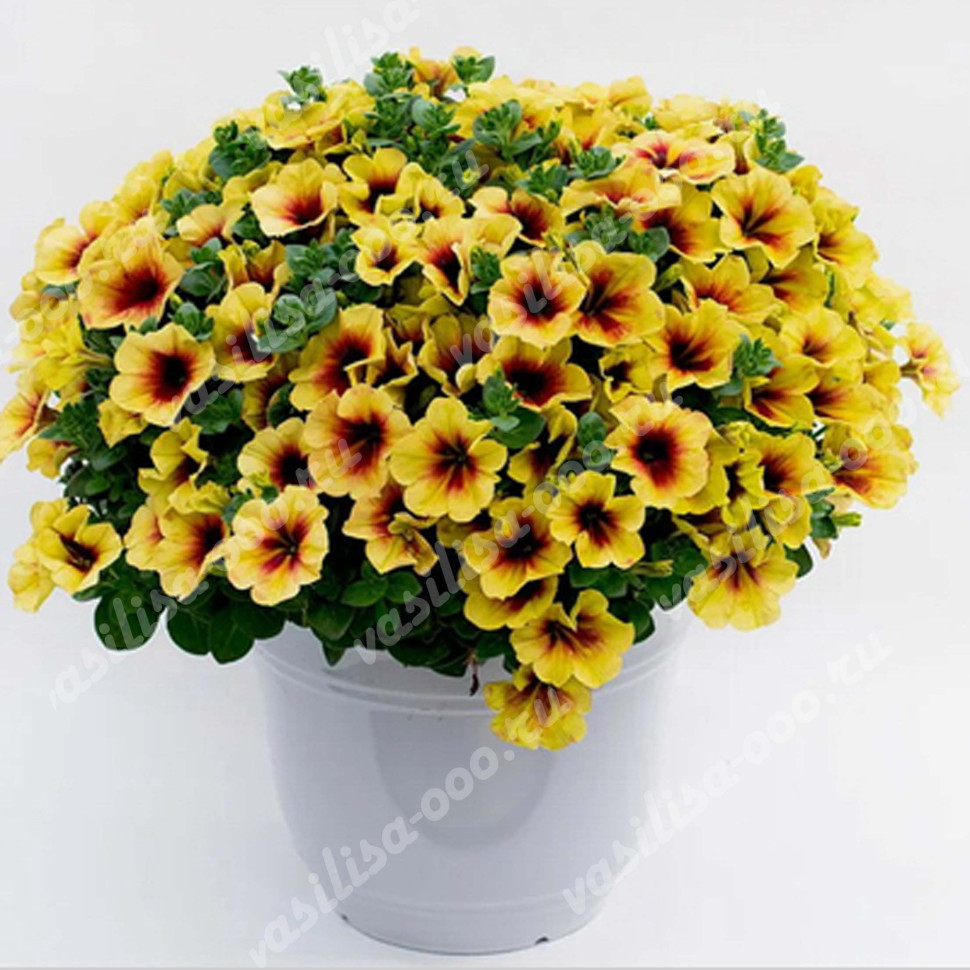 Петуния Crazytunia Bananarama (Fv)
