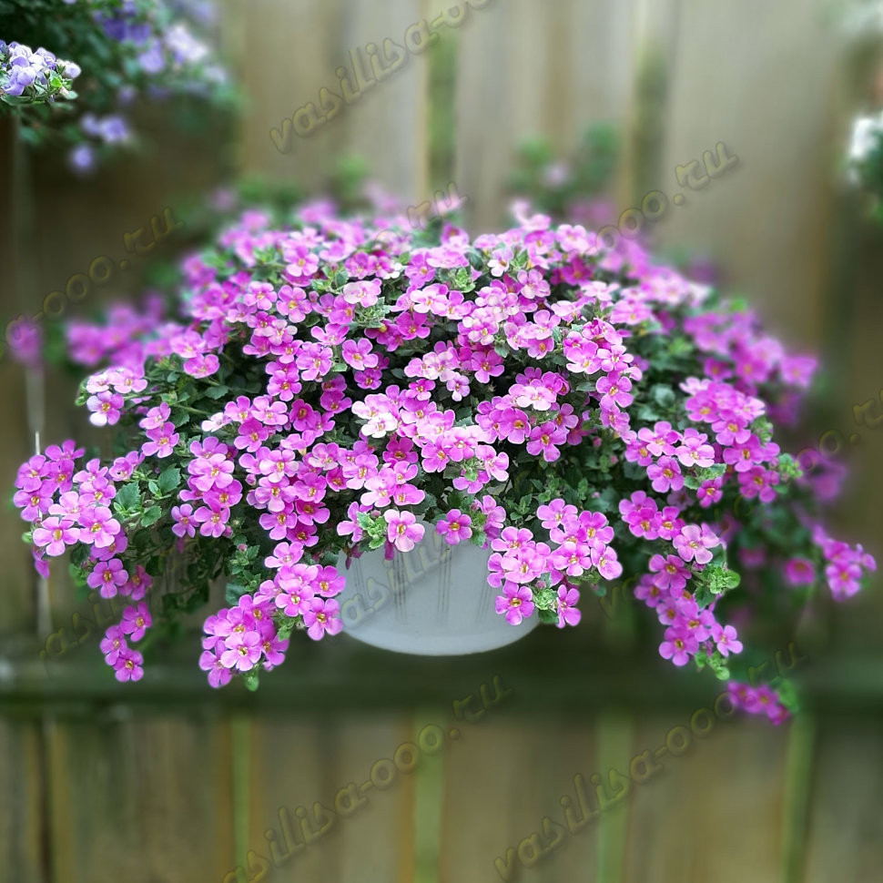 Бакопа Scopia Gulliver Pink (Os)