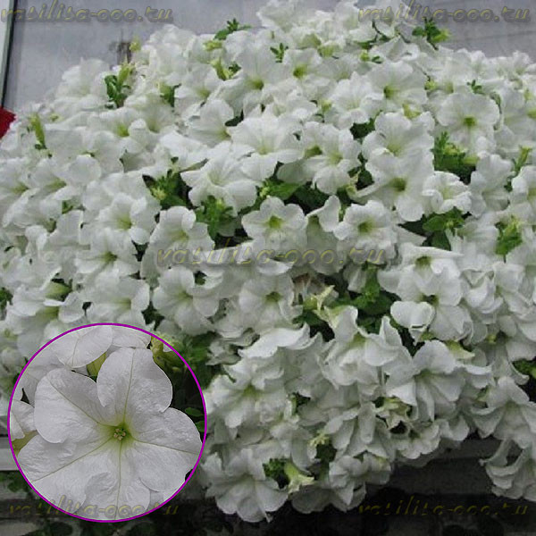Петуния Fanfare White (Os) 