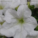 Петуния Fanfare White (Os) 