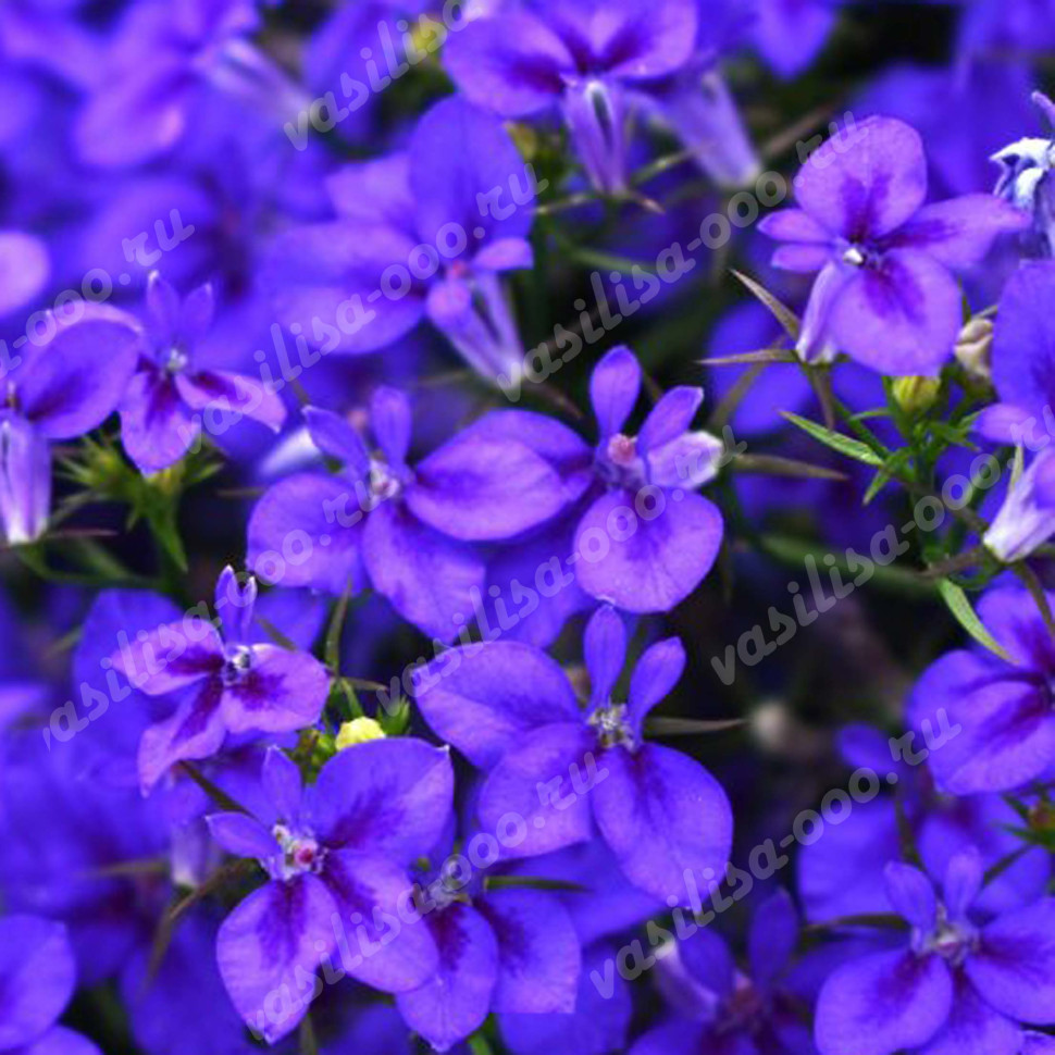 Лобелия Firefly Blue (Fv)