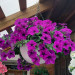 Петуния Fanfare Lavender (Vs)