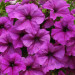 Петуния Fanfare Lavender (Vs)