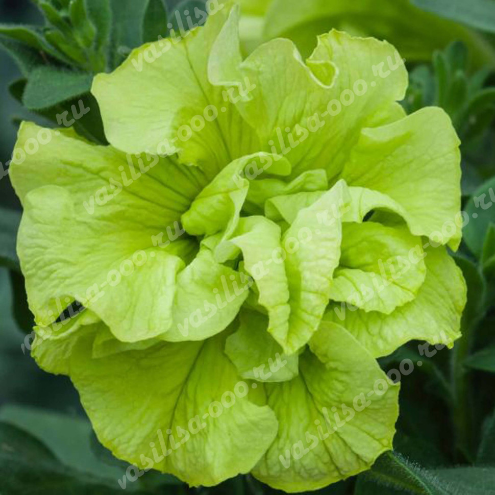 Петуния Tumbelina Compact Chartreuse (Fv)