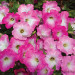 Петуния Opera Supreme Pink Morn (Os)