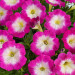 Петуния Cascadias Fantasy Hot Pink (Fv)