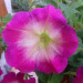 Петуния Cascadias Fantasy Hot Pink (Os)