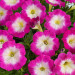 Петуния Cascadias Fantasy Hot Pink (Os)