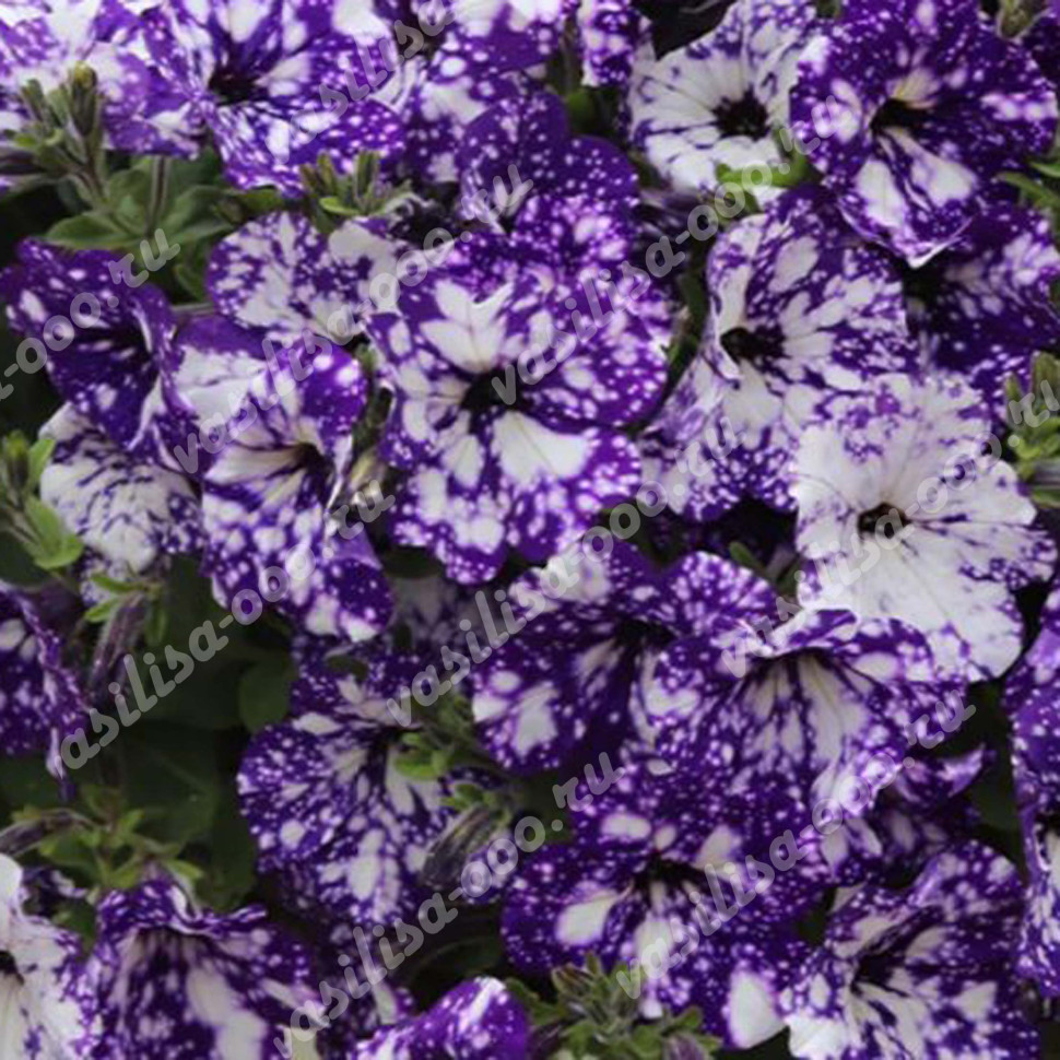 Петуния StarTunia Blue (Vs)
